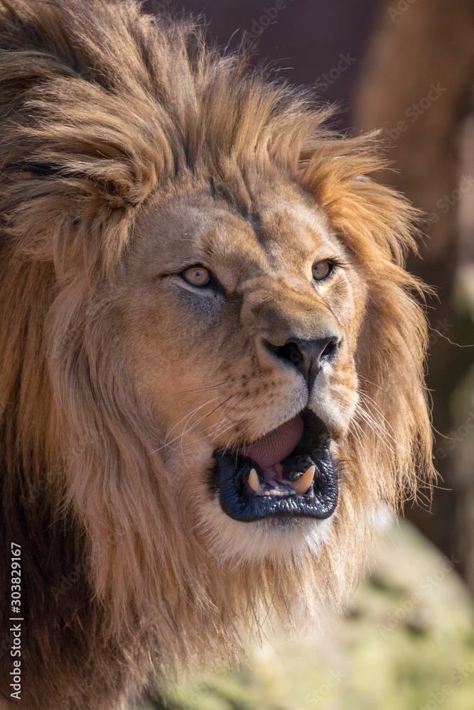beautiful roaring lion face