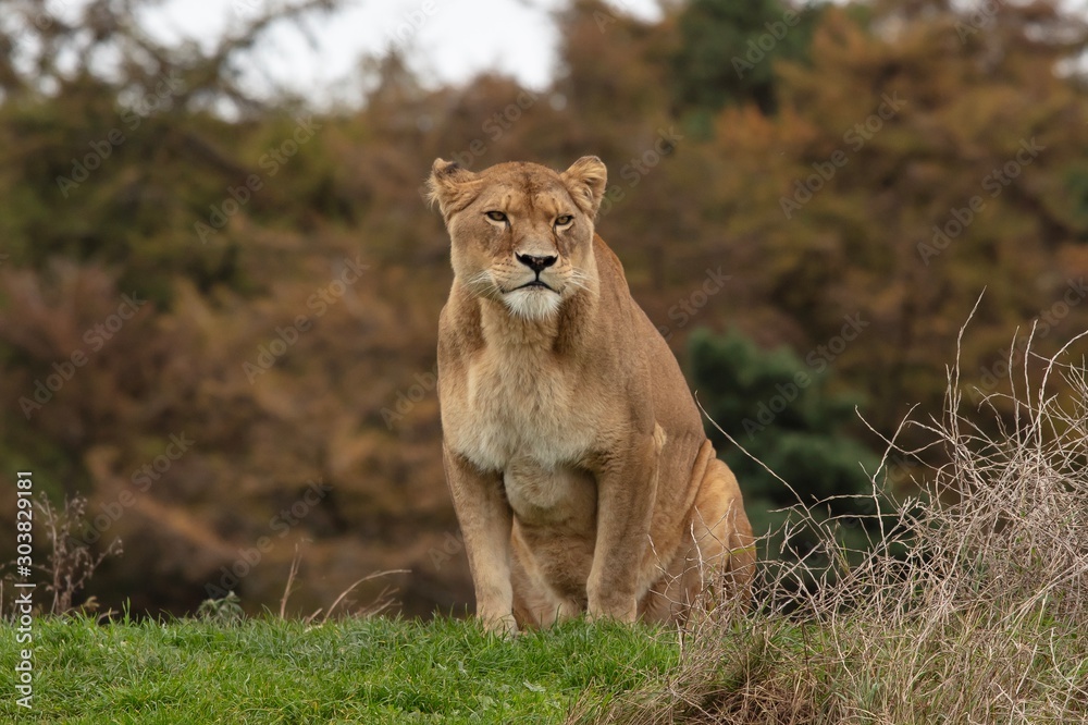 Obraz premium lion and lioness