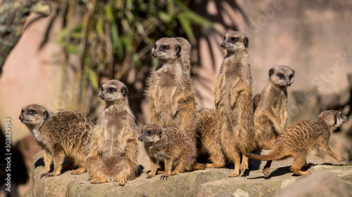 meerkat family standing and sitting on a rock and looking around © André Gerken