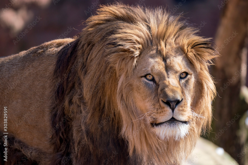 Fototapeta premium standing and to the right looking lion 