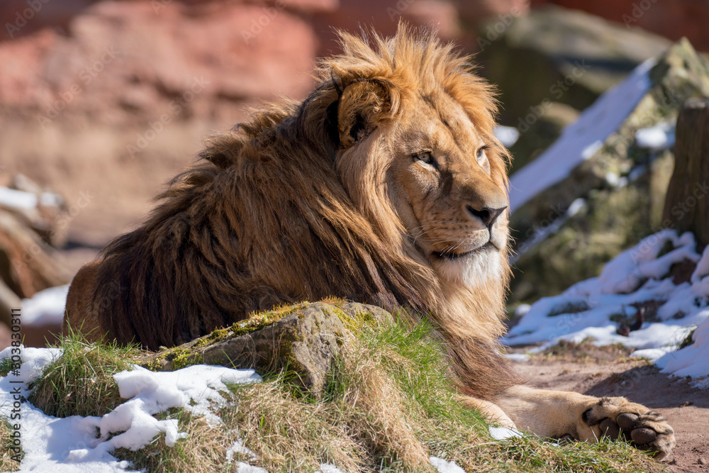 Obraz premium lazy lion sitting on a rock and looking to the right
