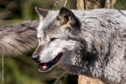 carefully to the left looking wolf face with an open mouth and teeth