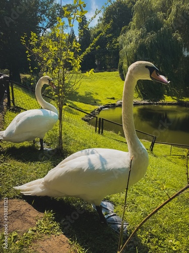 Swans in the Striysky park in Lviv, an amazing sunny day! Location Lviv - Ukraine / Photo on iPhone XS Max photo