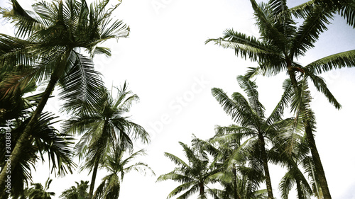 palm tree on white background of blue sky © sunet