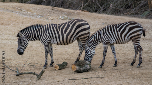 zebra family