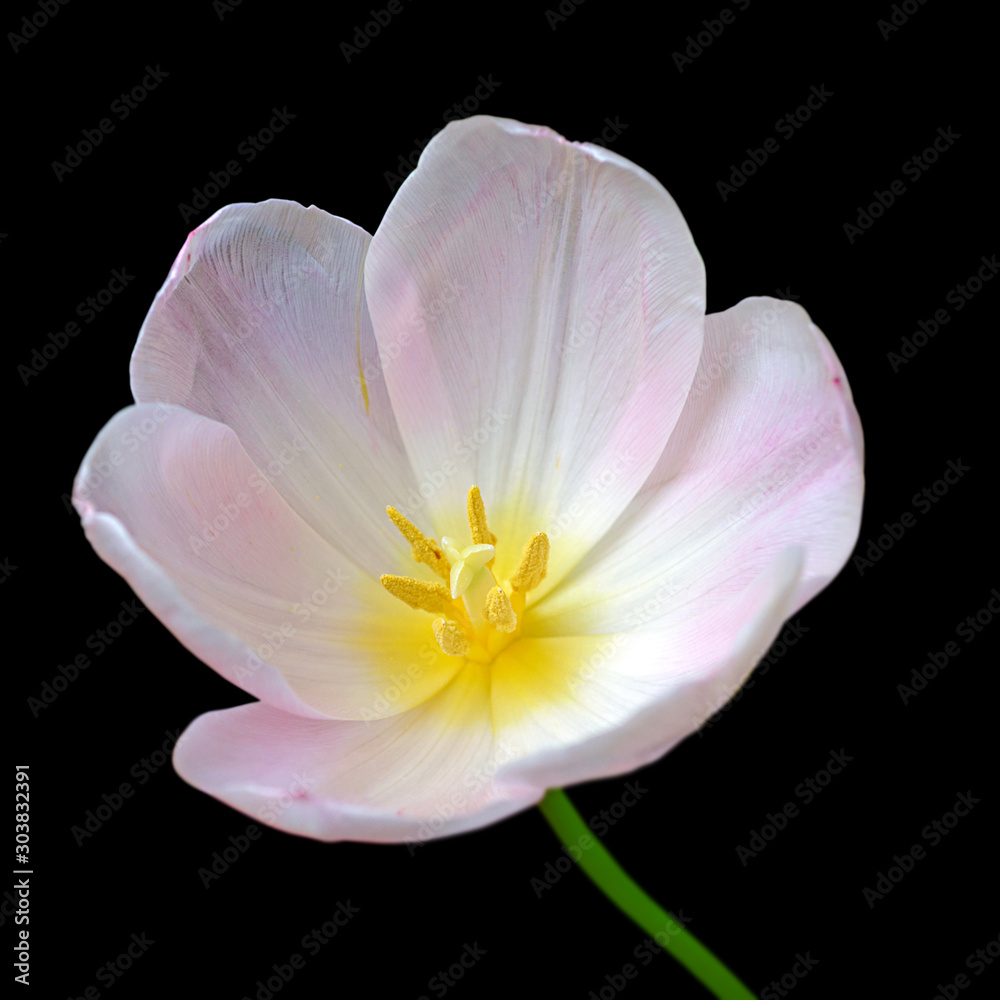 Beautiful white tulip isolated on a black background