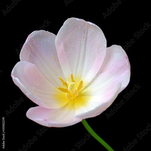 Beautiful white tulip isolated on a black background