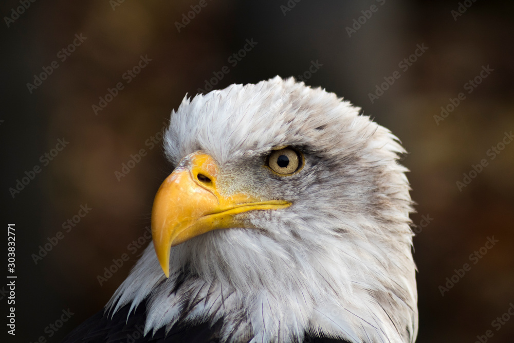 american bald eagle. Haliaeetus leucocephalus.photo of proud bird being the emblem of the usa american bald eagle. Haliaeetus leucocephalus.photo of proud bird being the emblem of the usa