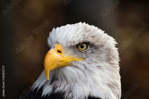 american bald eagle. Haliaeetus leucocephalus.photo of proud bird being the emblem of the usa