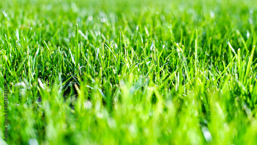 trawa-grass