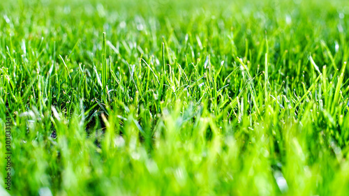 Obraz na płótnie trawa-grass w salonie