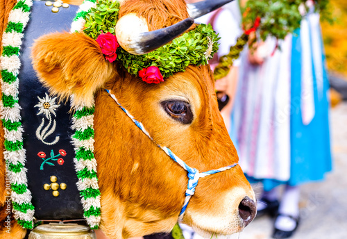 decorated cow for a festive alp returning photo