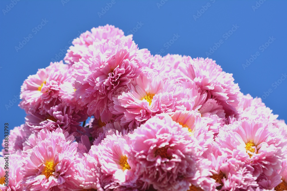 青空 満開のたくさんの小菊 ピンクの花 秋の花 花畑 切花 花イメージ素材 Stock Photo Adobe Stock