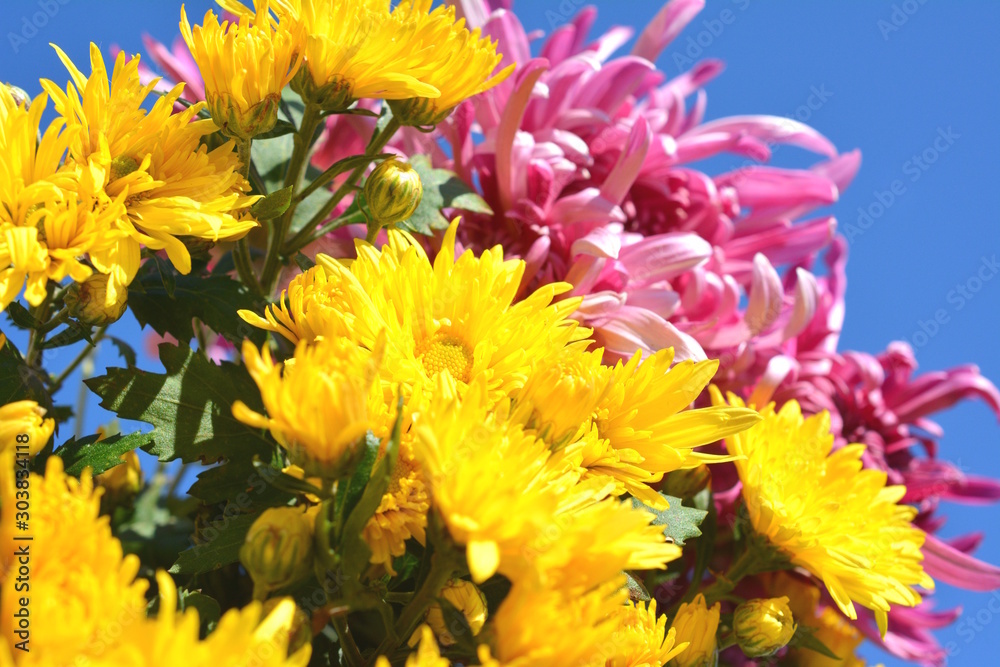 Φωτογραφία 青空に映える満開の菊の花、花イメージ素材