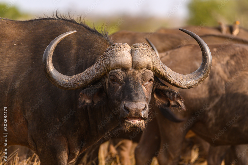 African Buffalo staring at the human intrusion while chewing the cud African Buffalo staring at the human intrusion while chewing the cud