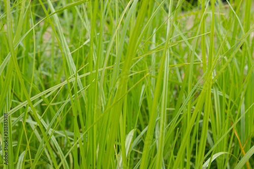 Freesh spring green grass closeup.