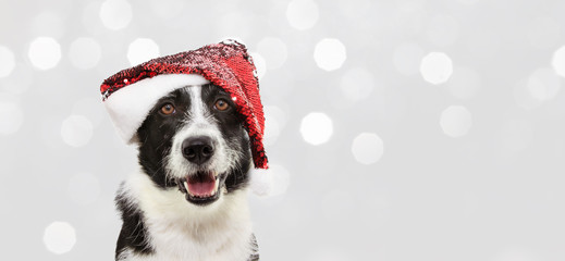 Banner border collie dog celebrating christmas holidays wearing a red santa claus hat. Isolated on gray background