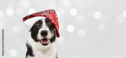 Banner border collie dog celebrating christmas holidays wearing a red santa claus hat. Isolated on gray background photo