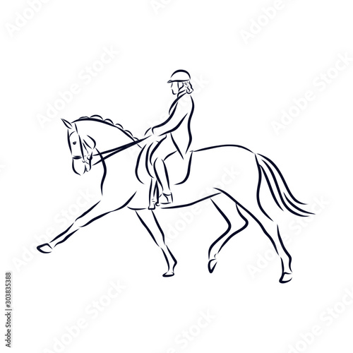 dressage horses  show jumping  vector sketch