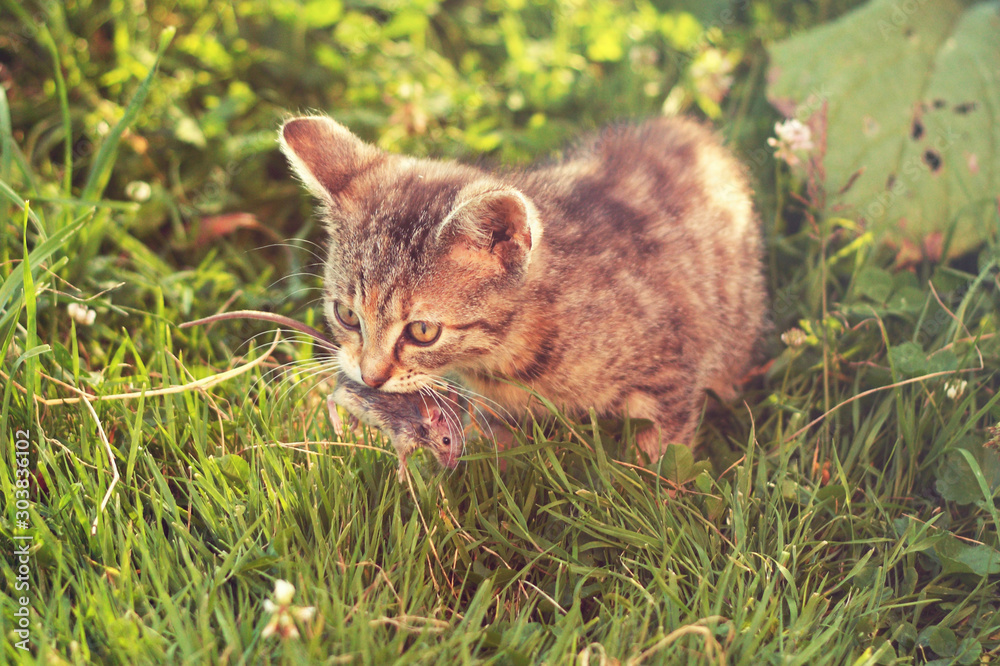 Young tabby cat after hunting - with caught mouse in mouth, on grass, sunny
