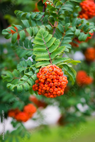 wedding rings on bunch of orange berries of mountain ash with the background of the green rowan leaves