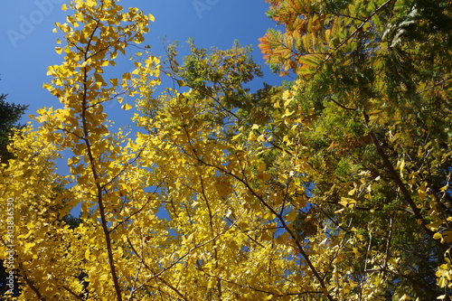 黄色く色づいた秋の軽井沢