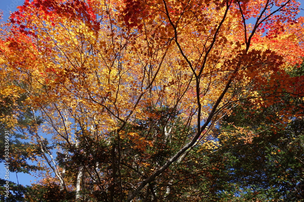 軽井沢のカラフルな秋の紅葉