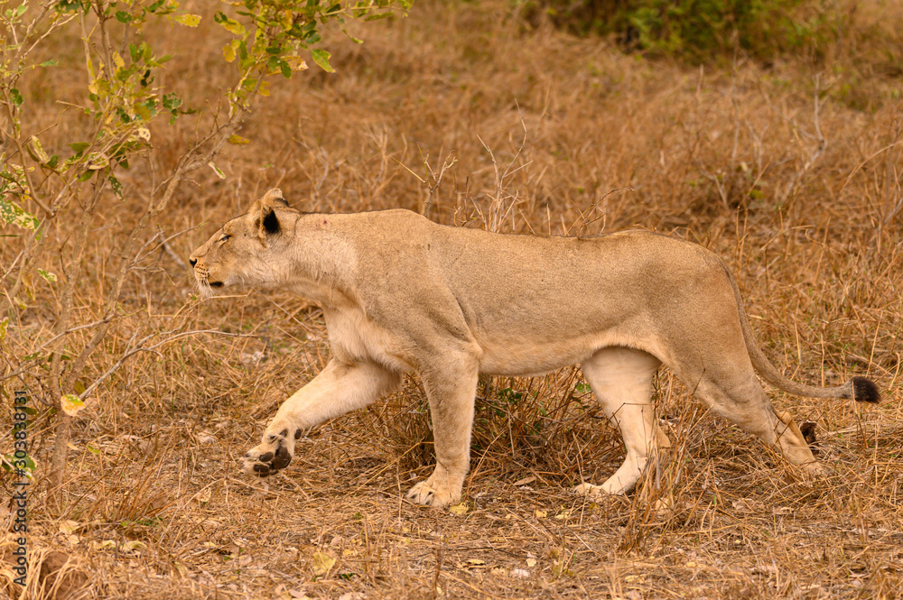 Lioness stalking up to her prey in the nearby bushes Lioness stalking up to her prey in the nearby bushes