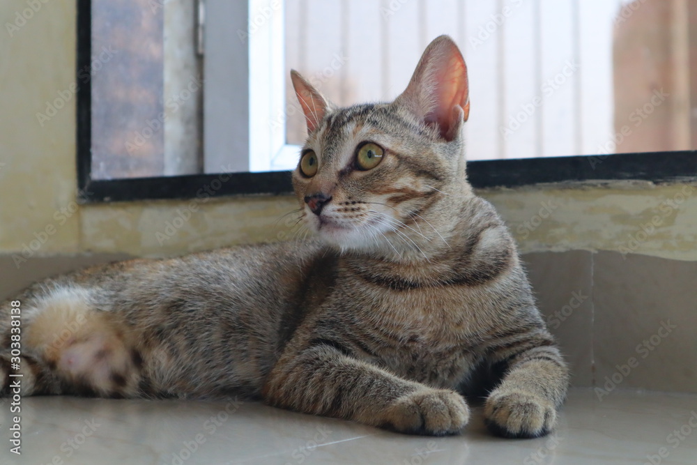 Young Bengal Kitten relaxing and playing