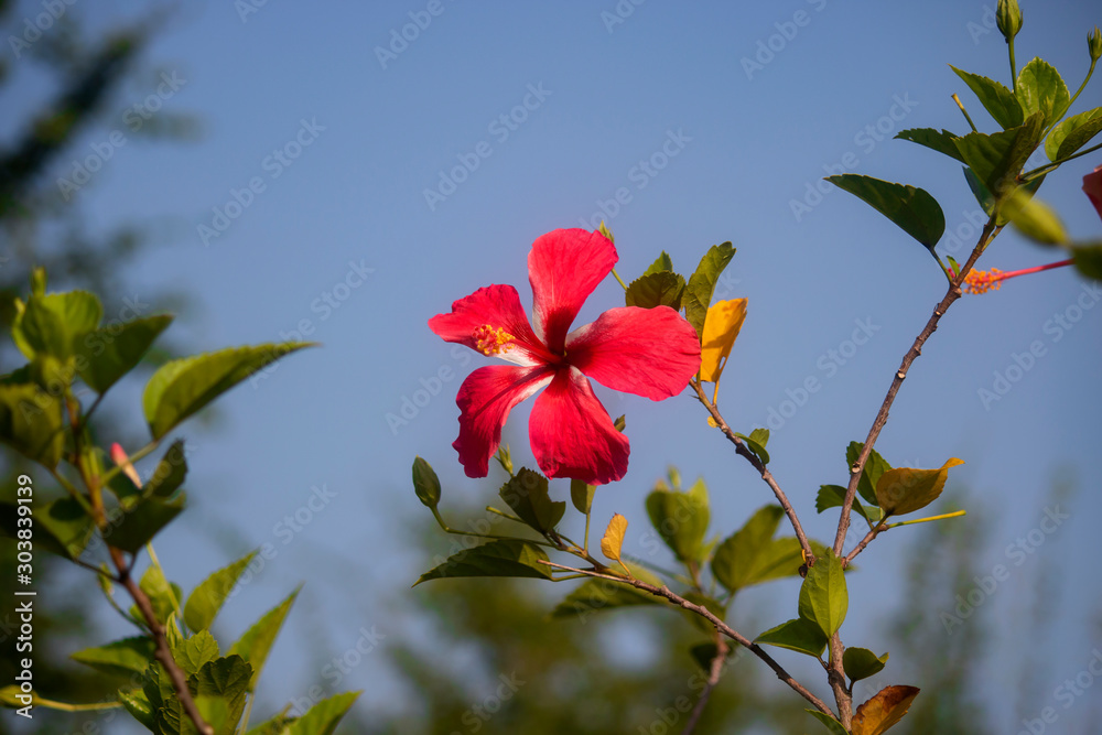 Close-Up Of Red Flowering Plant In nature