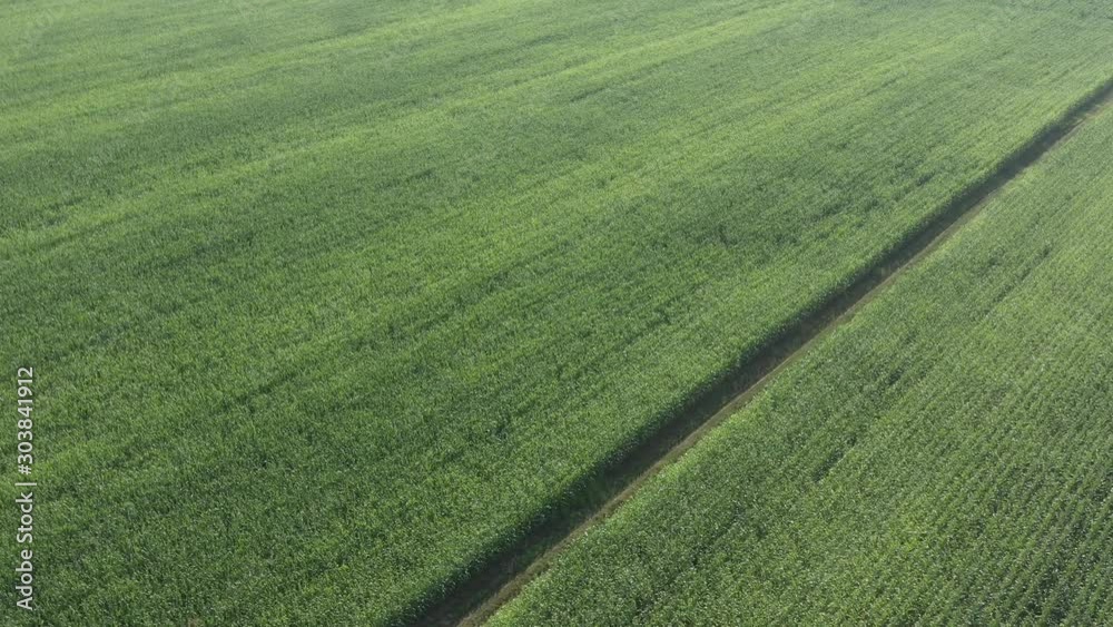 Morning sunlight above corn Zea mays field 4K drone video Morning sunlight above corn Zea mays field 4K drone video