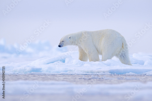 Polar bear on drift ice edge with snow and water in Norway sea. White animal in the nature habitat, Svalbard, Europe. Wildlife scene from nature.