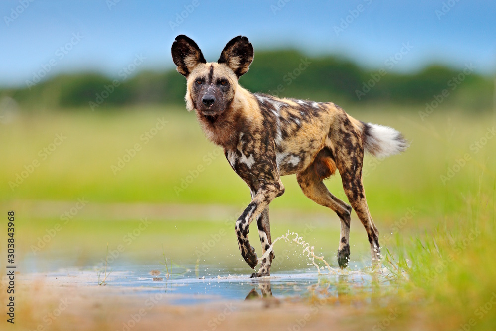 Fototapeta Wild dog, walking in the green grass with water, Okavango delta, Botswana in Africa. Dangerous spotted animal with big ears. Hunting painted dog on African safari. Wildlife scene from nature.