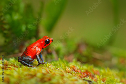 Red Strawberry poison dart frog, Dendrobates pumilio, in the nature habitat, Costa Rica. Close-up portrait of poison red frog. Rare amphibian in the tropic. Wildlife jungle. Frog in the forest. © ondrejprosicky