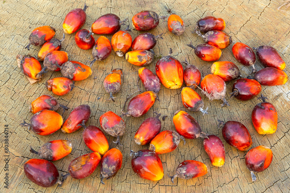 Closeup of group of palm oil fruits (Elaeis guineensis), on rustic wooden  table. Fruit whose vegetable oil is used in the manufacture of Pizza, ice  cream, cookies, margarine, cosmetics and others. Stock
