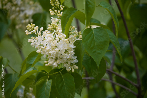 spring lilac flower in the garden surrounded by backgrounds with green leaves