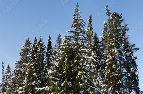 snow covered spruces in winter sunny day