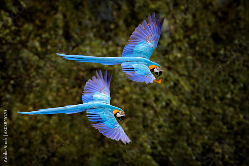 Fototapeta Naklejka Na Ścianę i Meble -  Macaw parrot in flight. Big blue Ara ararauna in the dark green forest habitat in Pantanal, Brazil. Action wildlife scene from South America. Bird in the tropic green forest. MAcaw in the habitat.