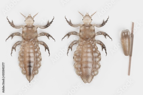 Realistic 3d Render of Head Lice photo