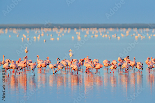 Lesser Flamingo, Phoeniconaias minor, flock of pink bird in the blue water. Wildlife scene from wild nature. Flock of flamingos walking and feeding in the water, Walvis Bay, Namibia in Africa.