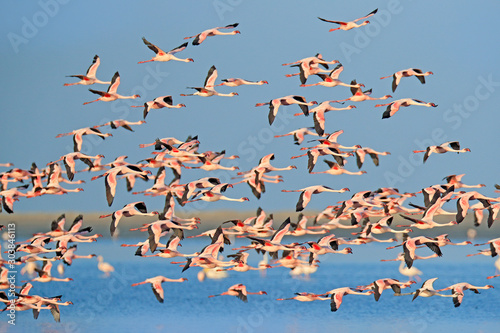 Lesser Flamingo, Phoeniconaias minor, flock of pink bird in the blue water. Wildlife scene from wild nature. Flock of flamingos walking and feeding in the water, Walvis Bay, Namibia in Africa.