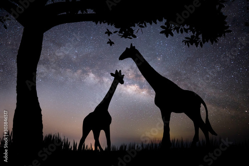 The silhouette of a giraffe and two trees on a background with stars