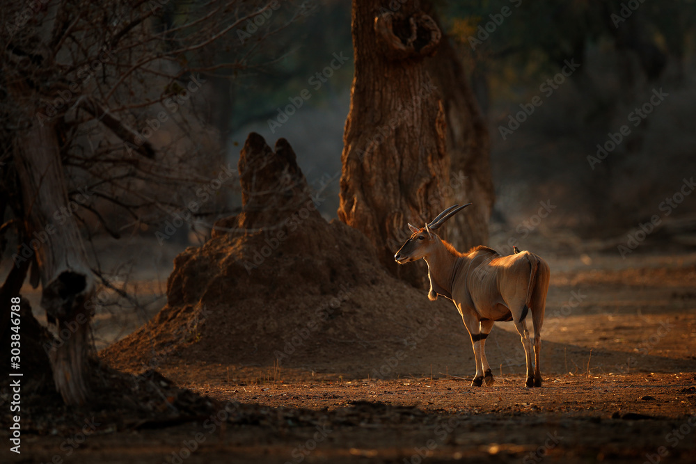 Eland anthelope, Taurotragus oryx, big brown African mammal in nature habitat. Eland in green vegetation, Kruger National Park, South Africa. Wildlife scene from nature, evening sunset. - obrazy, fototapety, plakaty 