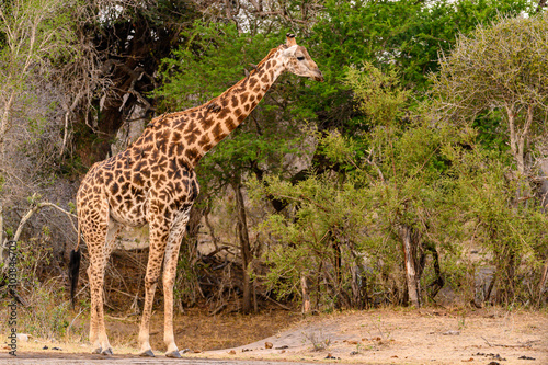 Southern African Giraffe nervously contemplating a drink from a waterhole