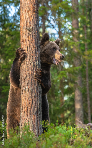 Brown bear stands on its hind legs by a tree in a pine forest. Adult Male of Brown bear in the autumn pine forest. Scientific name: Ursus arctos. Natural habitat.
