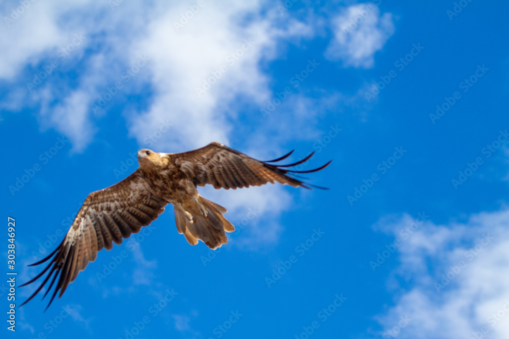 Obraz premium eagles flying the australian outback