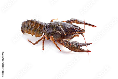 Crayfish isolated on the white background