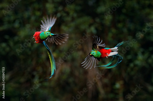 Принти на полотні Quetzal, Pharomachrus mocinno, from tropic in Costa Rica with green forest, two birds fly fight