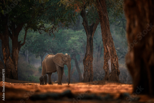 Elephant baby. Elephant at Mana Pools NP, Zimbabwe in Africa. Big animal in the old forest, evening light, sun set. Magic wildlife scene in nature. African elephant in beautiful habitat. Young pup.