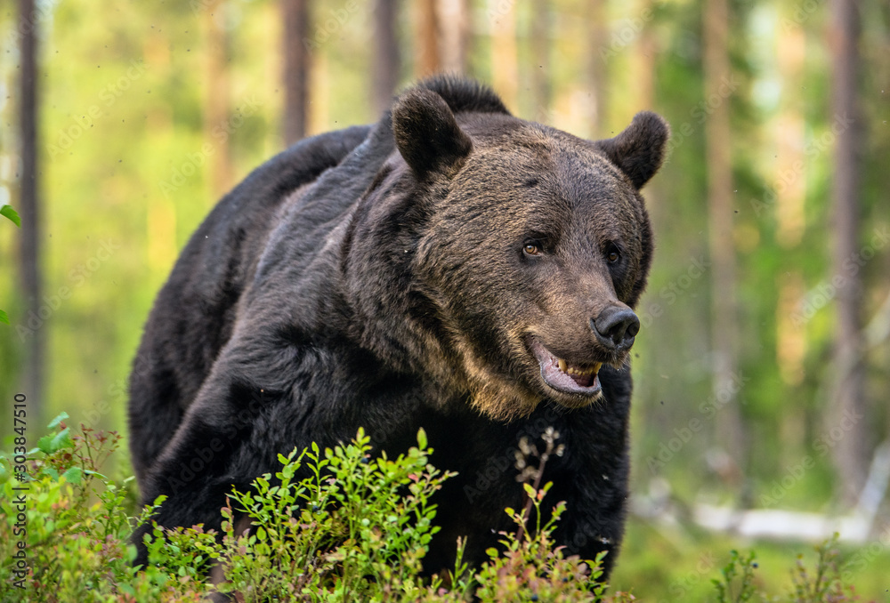 Adult Male of Brown bear in the forest. Scientific name: Ursus arctos. Natural habitat. Adult Male of Brown bear in the forest. Scientific name: Ursus arctos. Natural habitat.